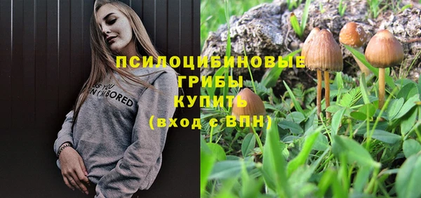 прущие грибы Новодвинск